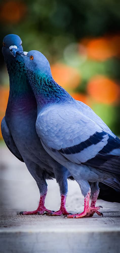 Pigeons Love Wallpaper