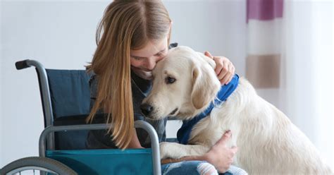 Cómo Entrenar A Tu Perro Para Que Se Convierta En Un Perro De Servicio