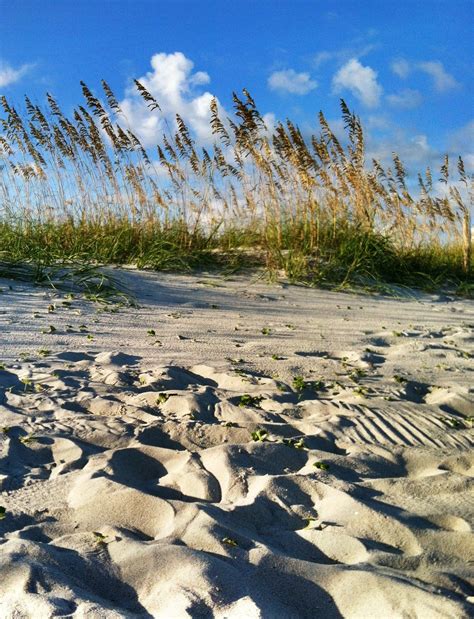 Sea oats flow in the breeze in Myrtle Beach. | Myrtle beach trip, Myrtle beach hotels, Myrtle beach