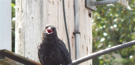 Baby Crow On Wires Crows Of Arroyos