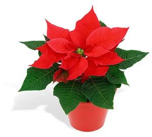 Estas flores de papel están diseñadas como una flor con flecos para ser enclavijada en forma. Poinsettia Facts » Southern Idaho Living