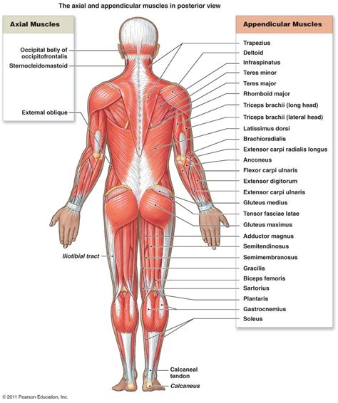 Major Posterior Muscles Anatomy Knee Muscles Anatomy Thigh Muscle