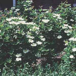 Compact American Cranberry Bush Compactum Viburnum Trilobum My Garden Life