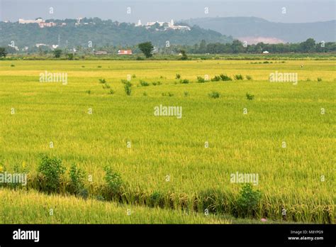 Indian Farming Greenery Land With Background View Stock Photo Alamy