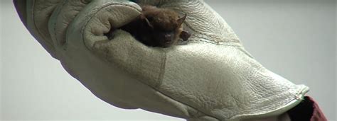 Maybe you would like to learn more about one of these? What Kind of Noises and Sounds do Bats Make When They Live ...