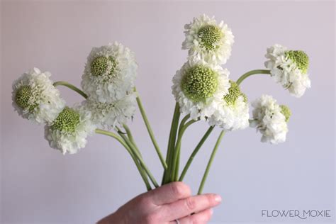 White Scabiosa Flower Diy Wedding Flowers Flower Moxie