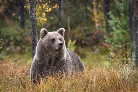 Brown Bear In Finland Wildlifephotography