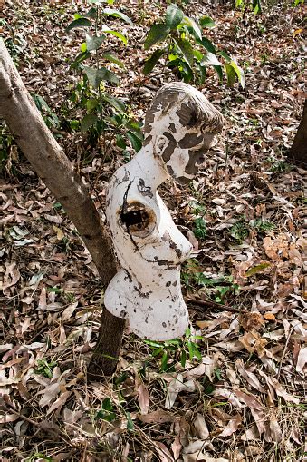 Abandoned Mannequin In Forest Stock Photo Download Image Now