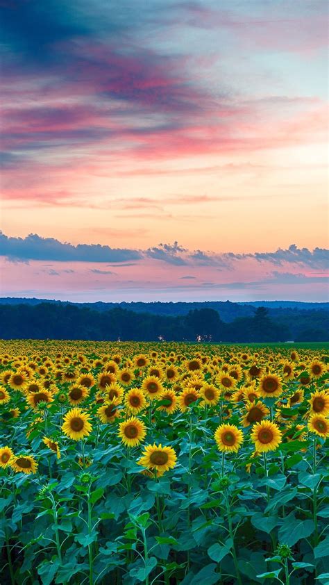 Sunflowers Sky Wallpapers Wallpaper Cave
