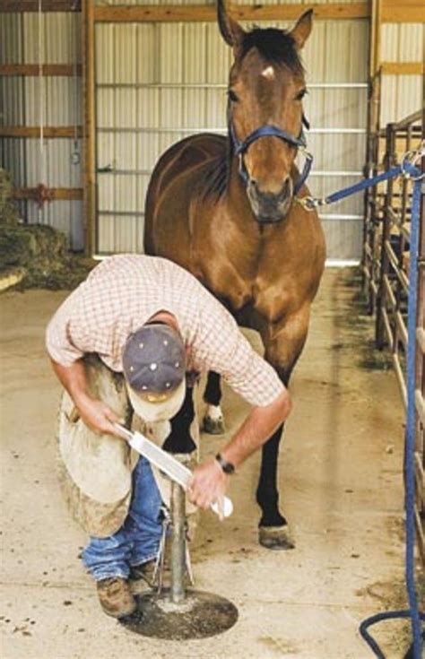 How Can You Make Sure Your Horse Farrier Is Doing A Good Job On Your