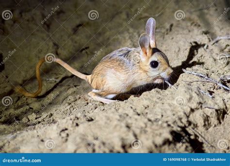 Jerboa Jaculus The Jerboa Are A Steppe Animal And Lead A Nocturnal