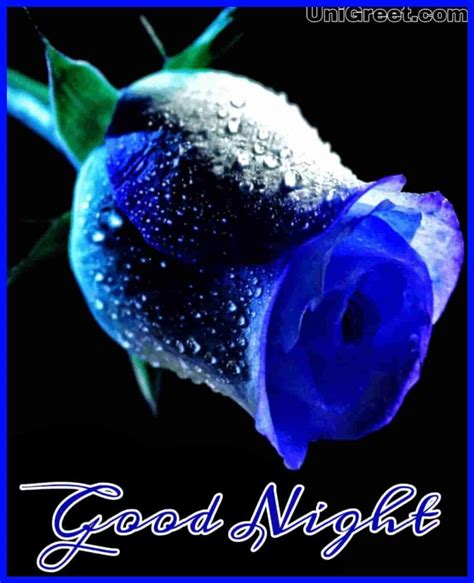 The happiest couples never have the same character. Top 50 Good Night Rose Images Photos Shayari Pics Status ...