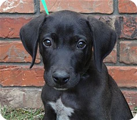 The germans added the english pointers to provide. *Bodie | Adopted Puppy | Westport, CT | Labrador Retriever ...