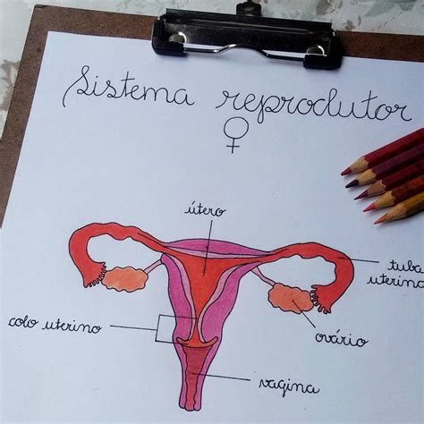 Mapa Mental Sistema Reprodutor Feminino Edupro