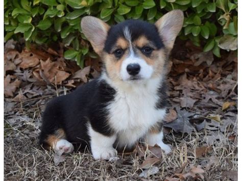 We stand by our dogs strong genetic heritage and health. Corgi Puppies - Austin Puppies Home
