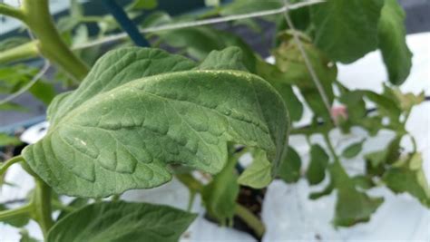 Maybe you would like to learn more about one of these? what causes a tomato stem to curl like a pigs tail (pics)