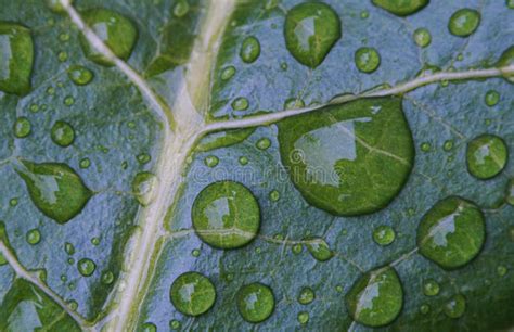 Water Droplets On Plant Leaves Stock Image Image Of Macro Tropical