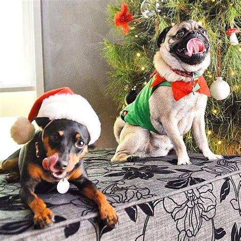 Chowski And Killa On Instagram Merry Christmas Pugsofmelbourne