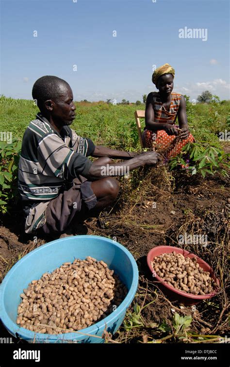 Groundnut Farm Hi Res Stock Photography And Images Alamy