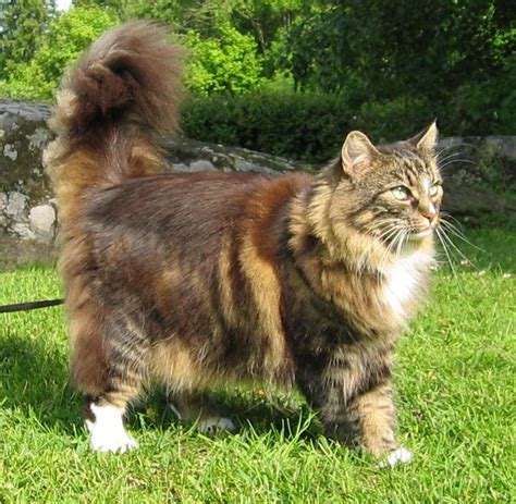 Take A Look At 5 Of The Worlds Biggest Cat Breeds