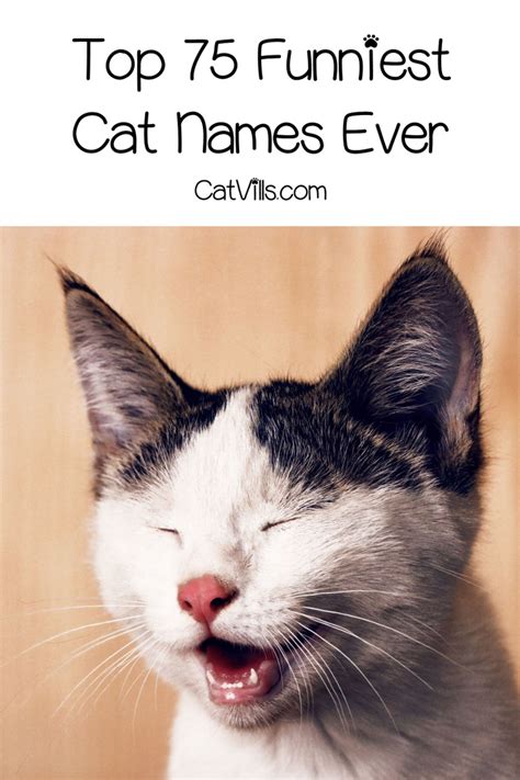 202 Funny Cat Names For Your Witty Kitty Gambaran