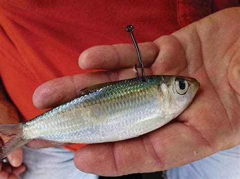 5 Ways To Hook A Live Bait Fish Fishing Tips Crappie Fishing