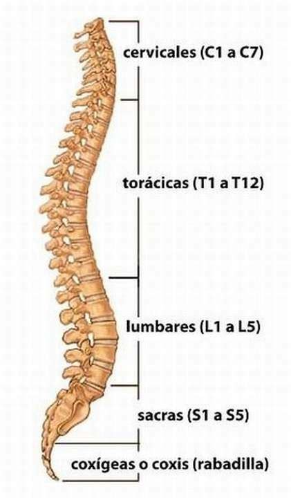 ¿cuántas Vértebras Tiene La Columna Vertebral ⚡️ Respuestastips