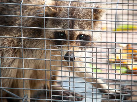 What To Do With A Trapped Raccoon Critter Control Of Polk County