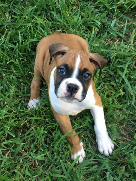 Check spelling or type a new query. Boxer Puppies For Sale | New Jersey 18, NJ #305361