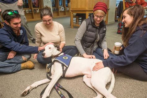 The Benefits Of Pet Therapy Healthy Unh