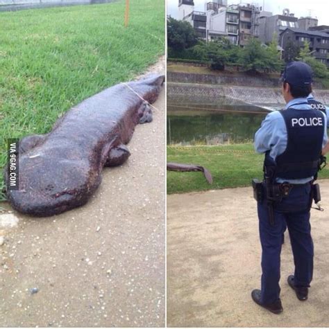 A Giant Salamander Came Out Of A River In Kyoto Giant Salamander