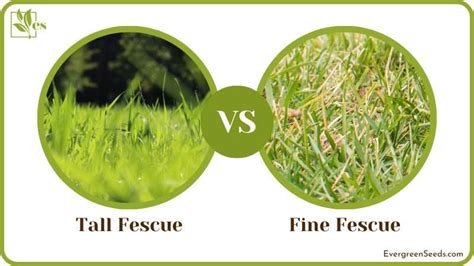 Tall Fescue Vs Fine Fescue Which Is The Better Turf Grass Evergreen