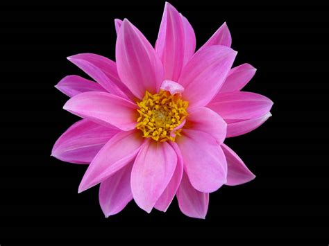 Pink Flowers Images Pink Flower Transparent Image Gallery