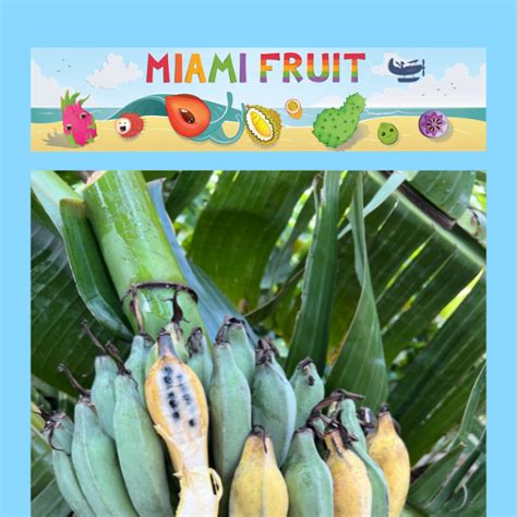 Seeded Bananas Are Available This Week 🍌 Miami Fruit