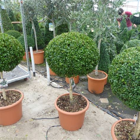 Buy Standard Buxus Topiary Plants Delivery By Charellagardens