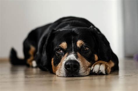 Dog Isnt Eating But Drinking Water And Vomiting All About Pets