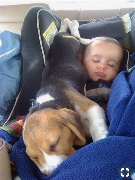 Like human babies, puppies sleep most of the day. This is how my Beagle Jack sleeps with me. No place to ...