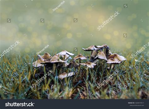 Early Morning Dew On Garden Mushrooms Stock Photo 1660074511 Shutterstock