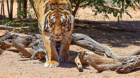 Tiger Attacks Arizona Animal Sanctuary Director Former