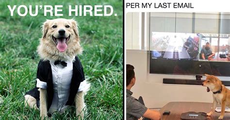 The Funniest Business Pups And Working Dogs Memes That Should Be