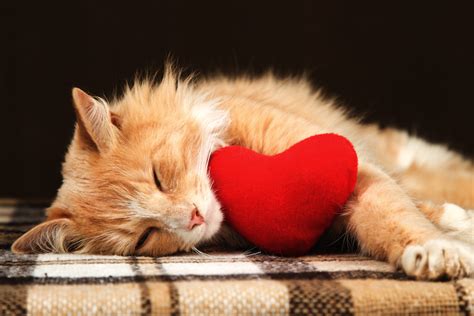 Valentines Day Cats That Are So Lovable It Hurts