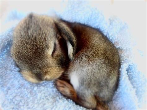 19 Super Tiny Bunnies That Will Melt The Frost Off Your Heart Cute