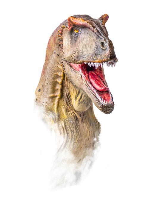 The Head Of Carcharodontosaurus Dinosaur On Isolated Background