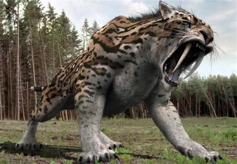 Extensive Saber Tooth Tiger Facts And Information For Kids