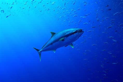 Yellowfin Tuna Facts And Beyond Biology Dictionary