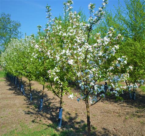 Donald Wyman Crabapple Next Generation Landscape Nursery