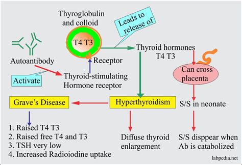 Chapter 23 Autoimmune Diseases Hashimotos Thyroiditis And Graves