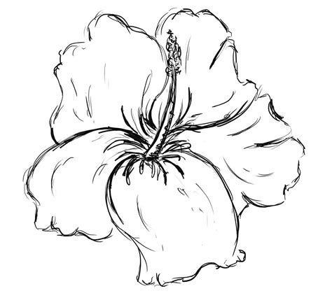 Hibiscus Sketch Sketching Hawaiian Flower Drawing Hibiscus Flower