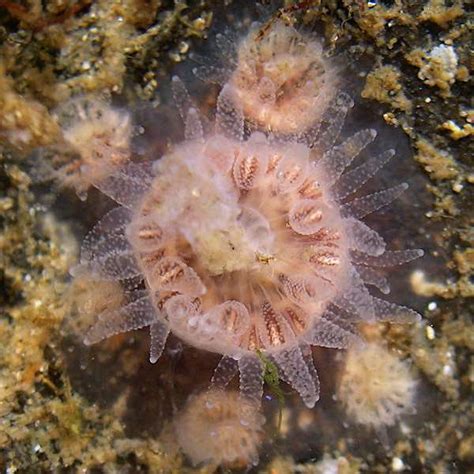 Cnidaria Scleractinia Sp