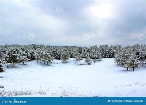 A Snowy Field In Winter In The Pine Forest Stock Photo Image Of Rural